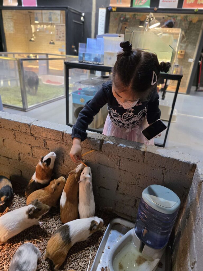 child feeding a guinea pig at an animal cafe in Korea