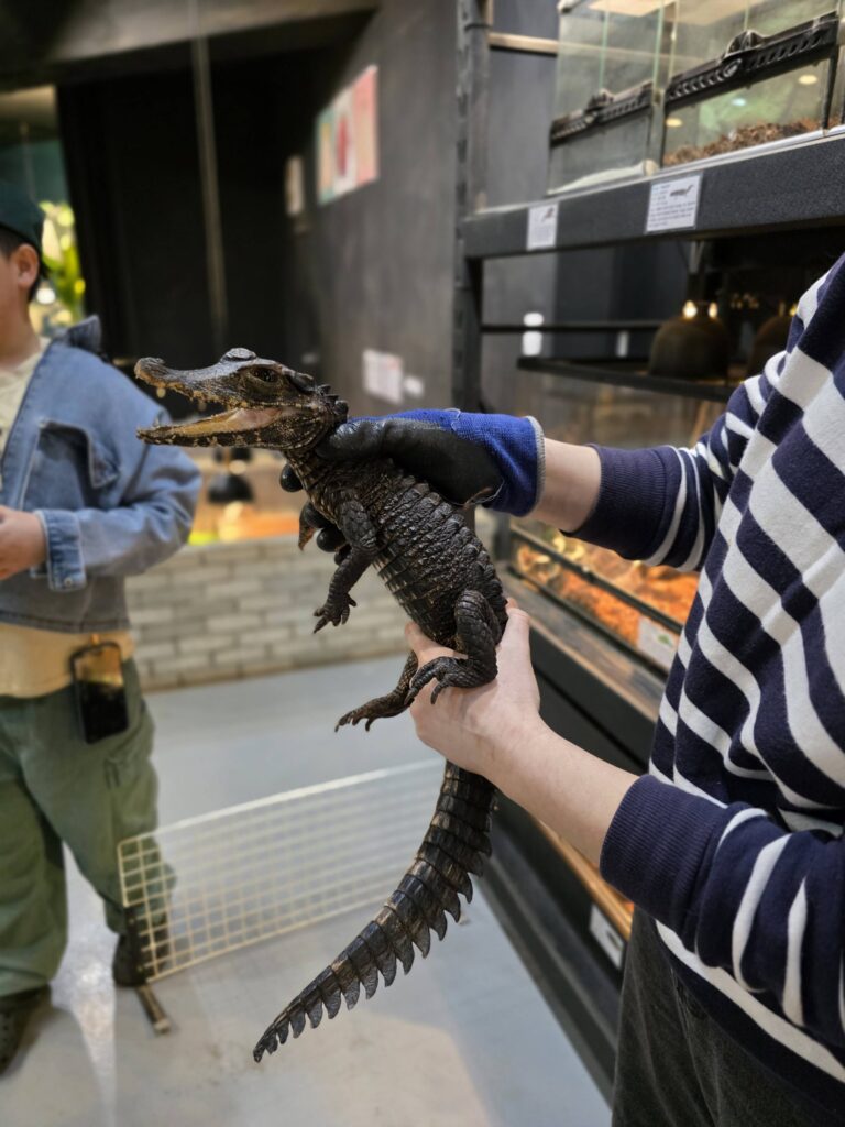 child watching a crocodile handled by trained staff