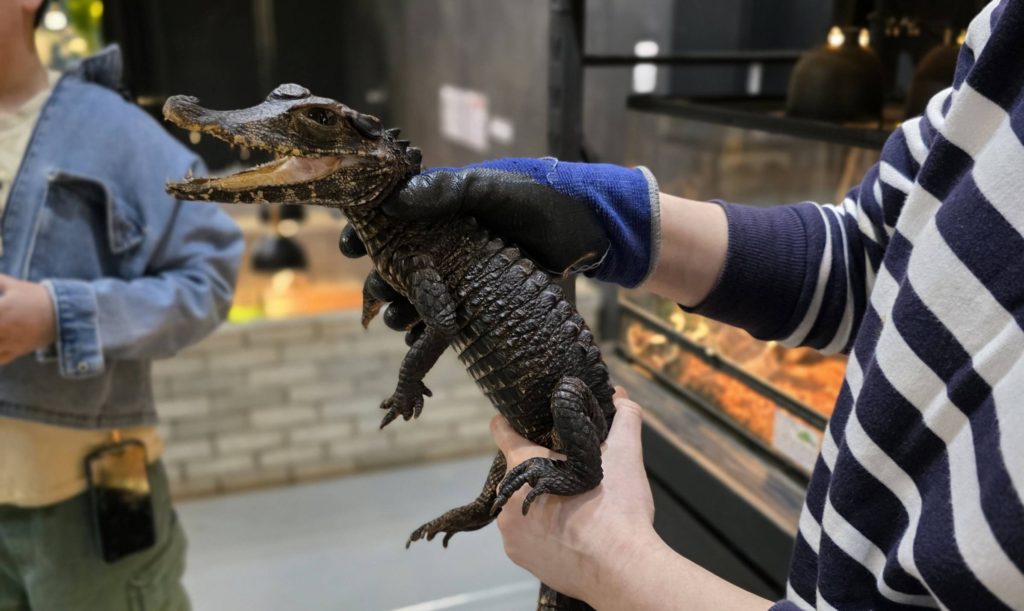 safe crocodile experience at an animal cafe