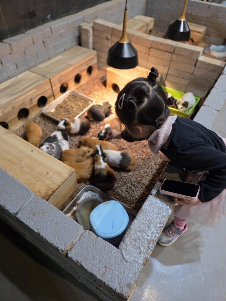 kid giving food to a guinea pig up close indoors