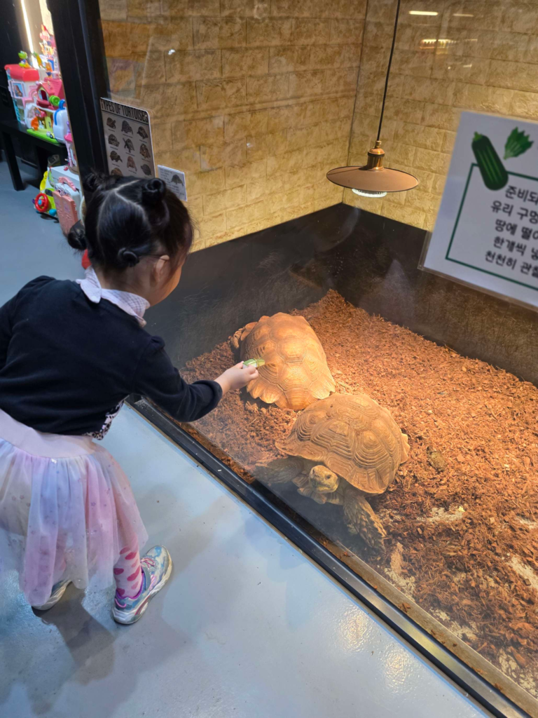 large tortoise experience for kids in Seoul