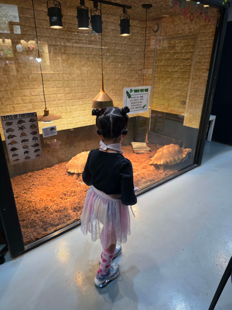 child looking at a giant tortoise up close in Korea