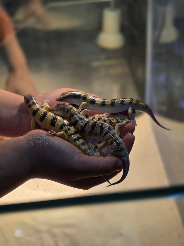 hands-on lizard experience for kids in Korea