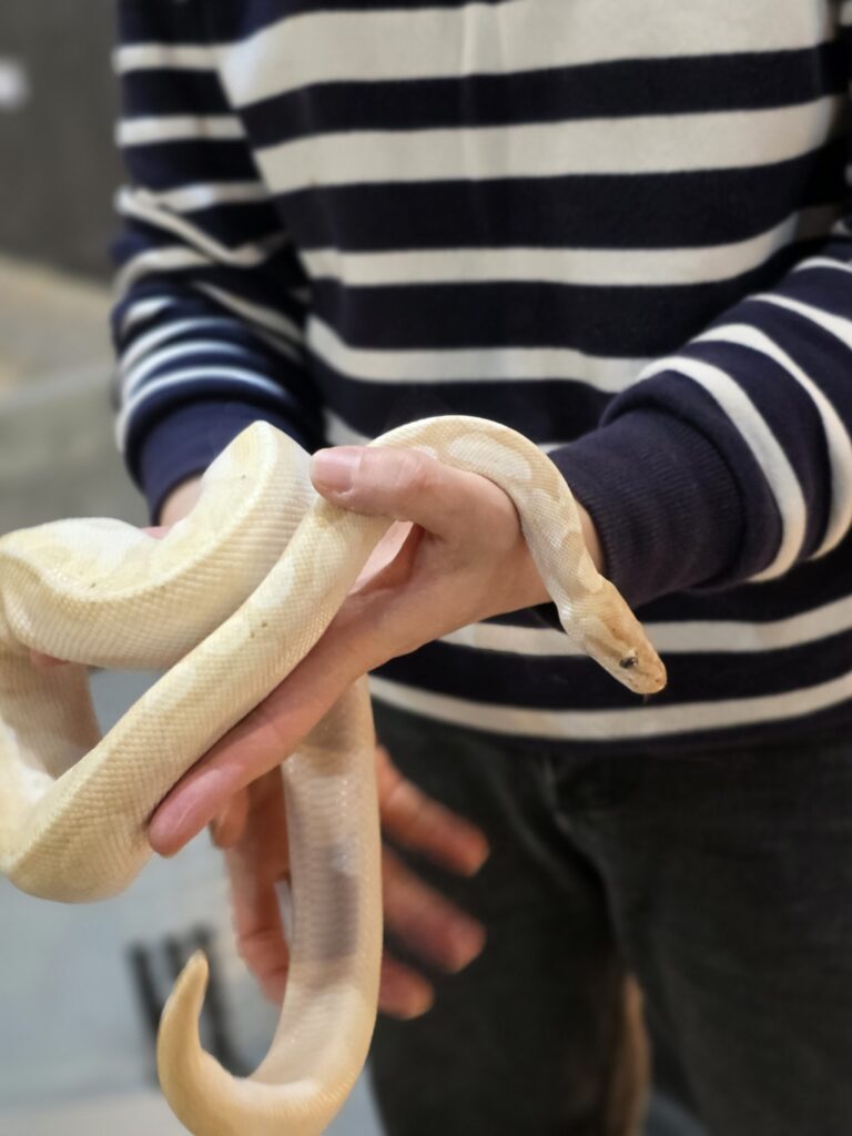 large snake handled by a zookeeper in Korea