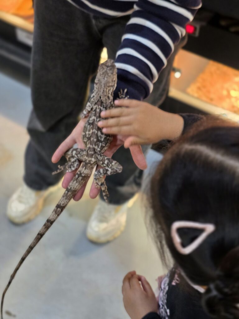 child gently petting a frilled lizard